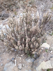 Pleocarphus revolutus