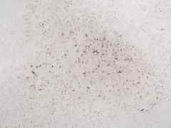 Chlamydomonas nivalis