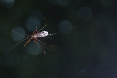 Perithous albicinctus