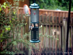 Periparus ater britannicus