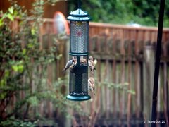 Periparus ater britannicus