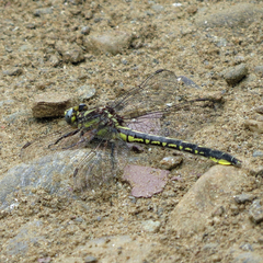 Phanogomphus borealis