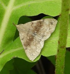 Phalaenostola eumelusalis