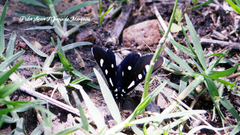 Alypiodes bimaculata