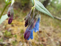 Mertensia paniculata paniculata