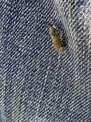 Haematopota pluvialis