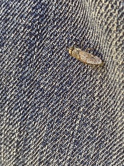 Haematopota pluvialis