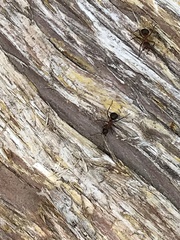 Formica polyctena × rufa
