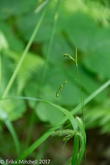 Carex gracillima