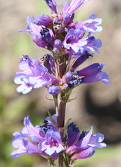 Penstemon euglaucus