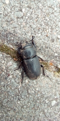 Dorcus parallelipipedus