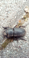 Dorcus parallelipipedus