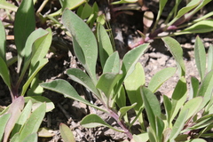 Penstemon euglaucus