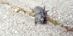 Dorcus parallelipipedus
