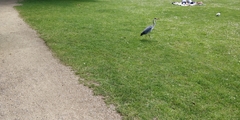 Ardea cinerea