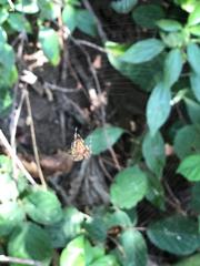 Araneus diadematus