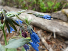 Mertensia paniculata paniculata