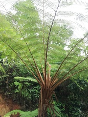 Sphaeropteris horrida