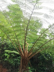 Sphaeropteris horrida