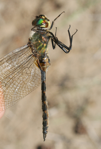 Yellow-spotted Emerald
