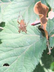 Araneus diadematus