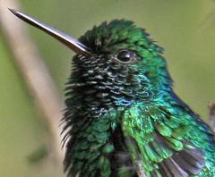 Chlorostilbon gibsoni