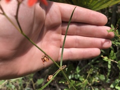 Asclepias lanceolata image