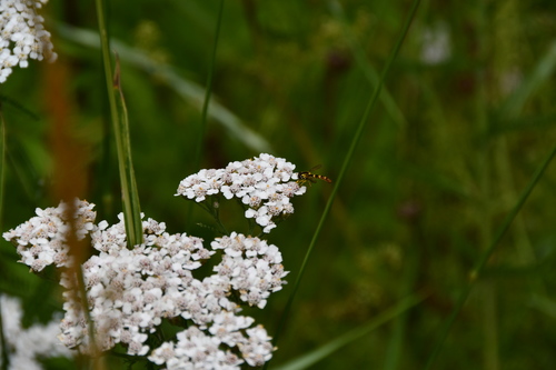 pestrica písaná (Sphaerophoria scripta)