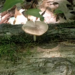 photo of Deer Mushroom (Pluteus cervinus)