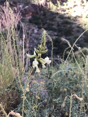 Peteria thompsoniae