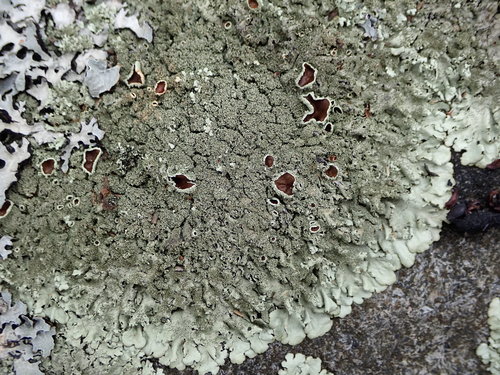 Taškuotasis auksakežis nuotrauka