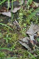 Galium labradoricum