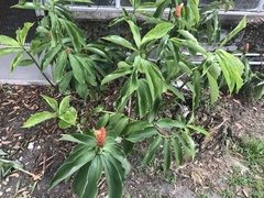 Costus woodsonii