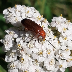 Rhagonycha fulva