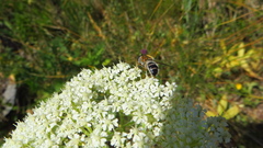 Epistrophe leiophthalma