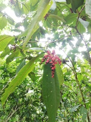 Miconia trinervia