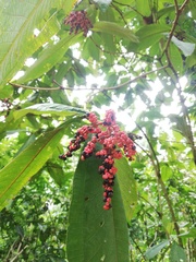 Miconia trinervia