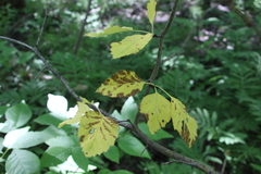 Crataegus submollis