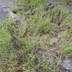 Ranunculus sceleratus multifidus