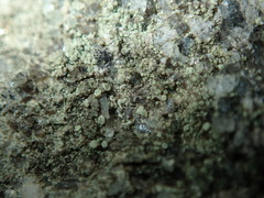 Lecanora polytropa