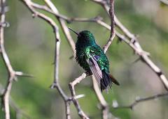 Chlorostilbon gibsoni