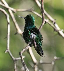 Chlorostilbon gibsoni