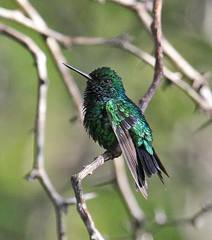 Chlorostilbon gibsoni