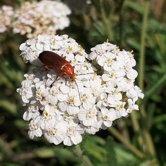Rhagonycha fulva