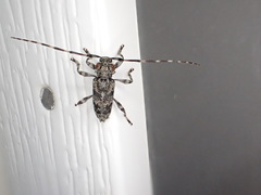 Graphisurus despectus