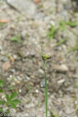 Sisyrinchium mucronatum