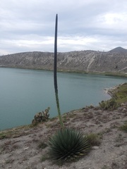 Agave obscura