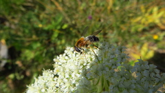 Epistrophe leiophthalma