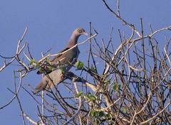 Patagioenas corensis