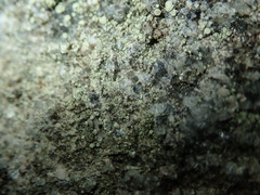Lecanora polytropa